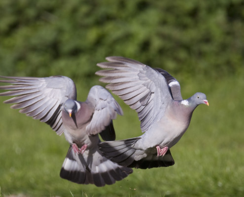 Pigeon ramier