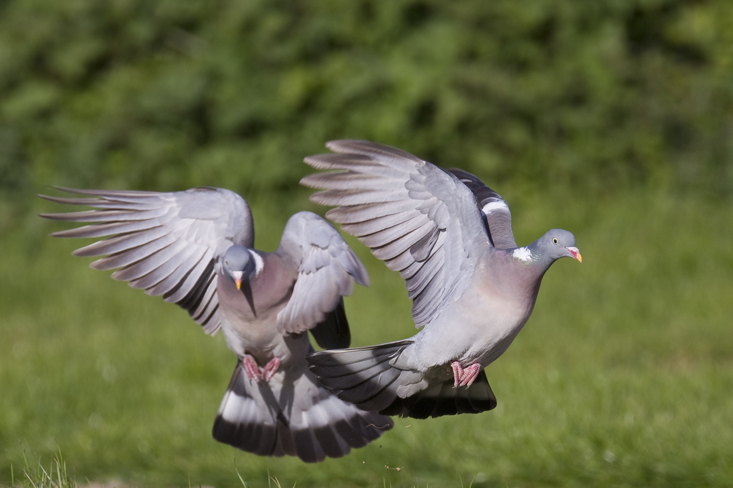 Pigeon ramier