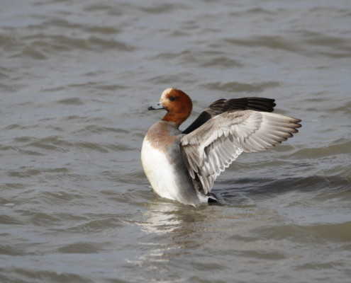 Canard Siffleur